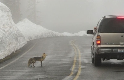 A fox begging for food from visitors in a vehicle on the road.