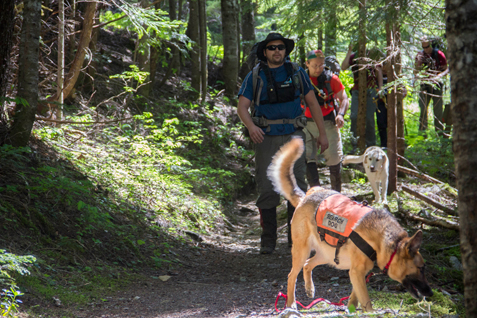 Two search dogs in vests walk along a trail with their human partners following behind.