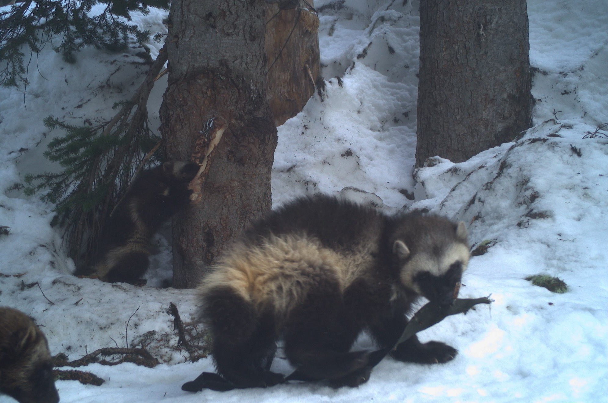 Two visible wolverines eat things near trees in the snow. A third wolverine is barely seen on the left side of the photo.
