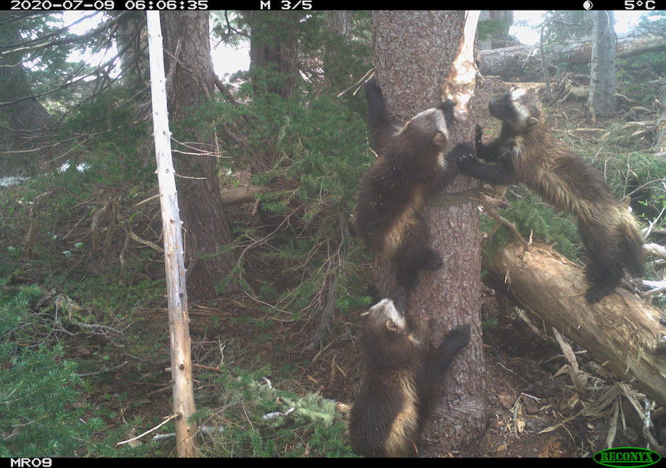 Three young wolverines climb a tree in a forest.