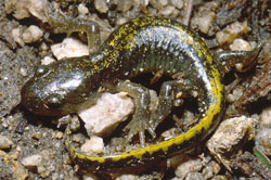 Long-toed Salamander