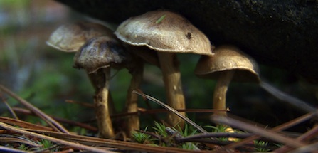 Mushrooms peek out underneath a rock as they emerge from a bed of pine needles.