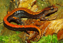 Western Red-backed Salamander