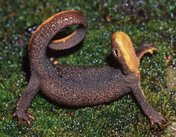 Rough-Skinned Newt