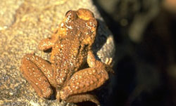 Tailed Frog