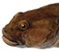 Slimy Sculpin