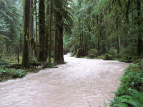 Carbon River Road flooding, 2006