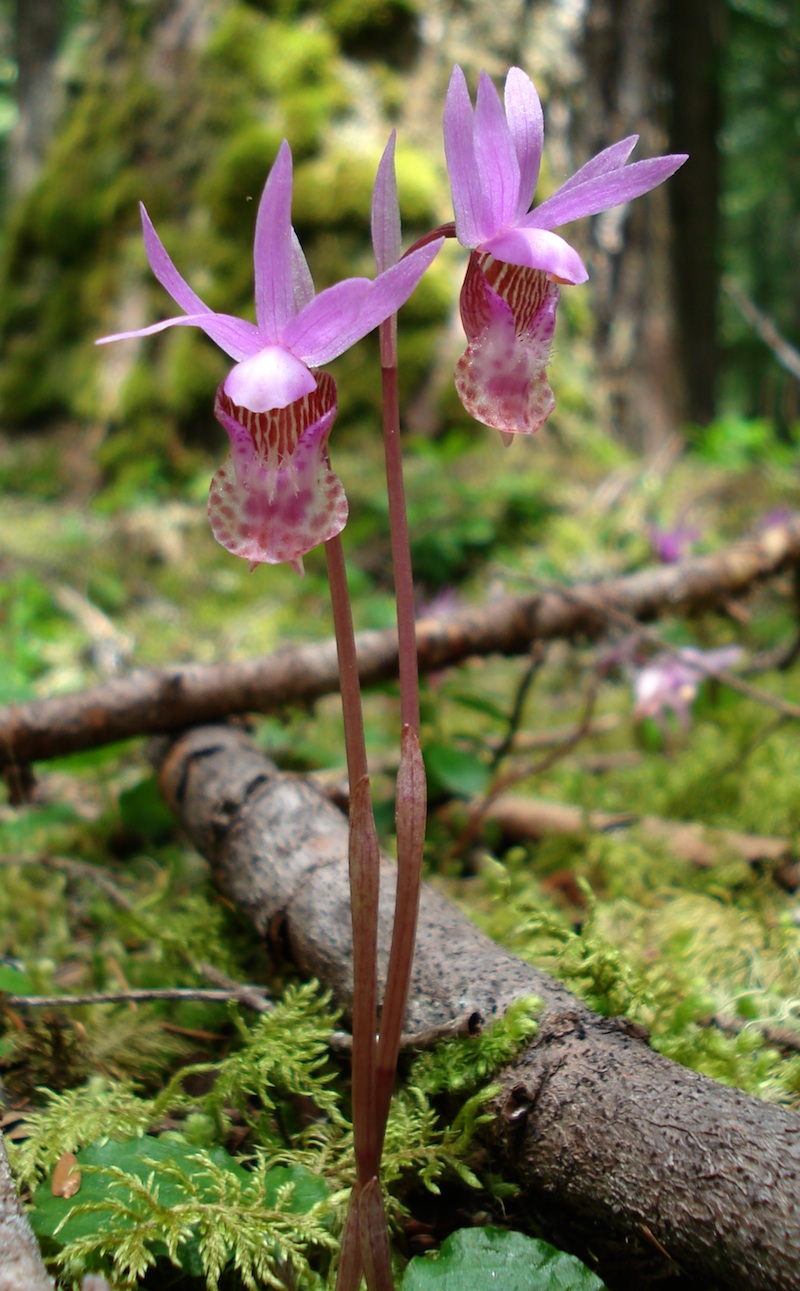 Fairy Slipper Flower