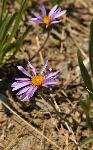 Alpine Aster