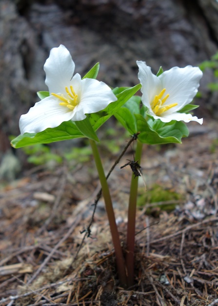 Two trillium flowers. 