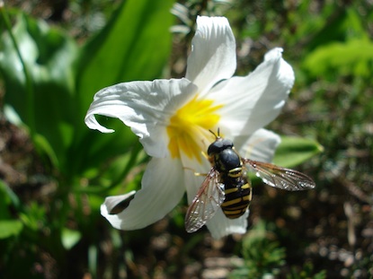 An Avalanche Lily with a Hover Fly eating pollen. September 4, 2011.