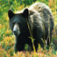 A bear in a meadow seen at Paradise.