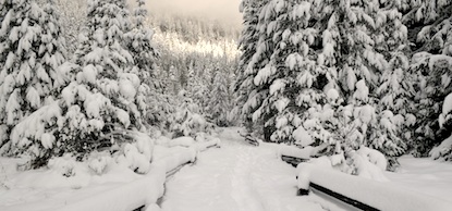 The Trail of Shadows at Longmire covered in fresh snow.
