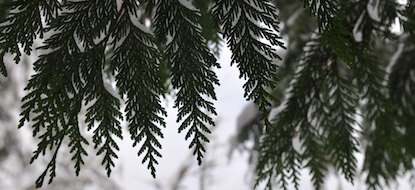 Cedar boughs frosted with snow.