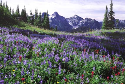 A wildflower meadow at Paradise busy purple and red blooms and mountains  sits before a jagged mountain peak.