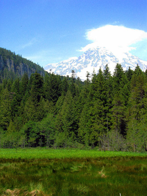 Peak of Mount Rainier from Longmire in June.