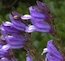 Penstemon wildflowers 