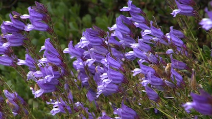 Davidson's Penstemon from along the Road to Sunrise. July 21, 2011.