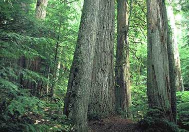 Large tree trunks reach for the sky in an old growth forest.