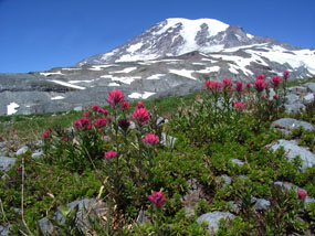 Paradise Wildflowers