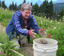 A volunteer collects seeds at Paradise