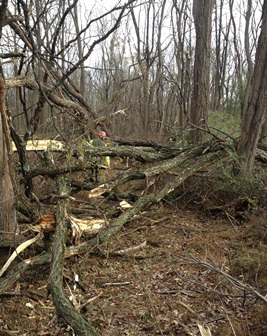 Trail assessment in Jockey Hollow after Hurricane Sandy