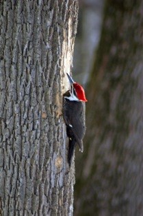 Pileated woodpecker feeding on a tree in out front of Jockey Hollow Visitor Center