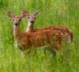 Two young fawns standing in tall grass.