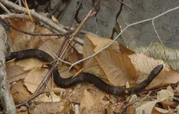 Northern Water Snake found among the leaf litter on the forest floor.