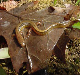 A Northern two-lined salamander on an oak leaf.