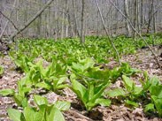 Skunk Cabbage is an wetland indicator species, it grows along many stream beds and low areas throughout the park.