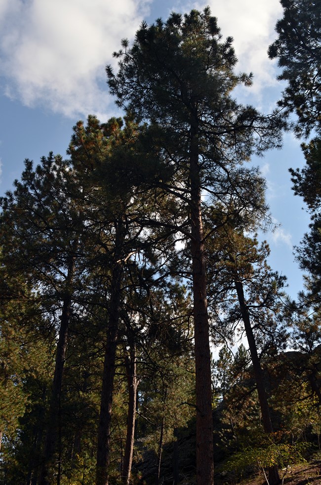 A view from the ground looking up towards the sky of a group of ponderosa pine trees with light clouds in the background.