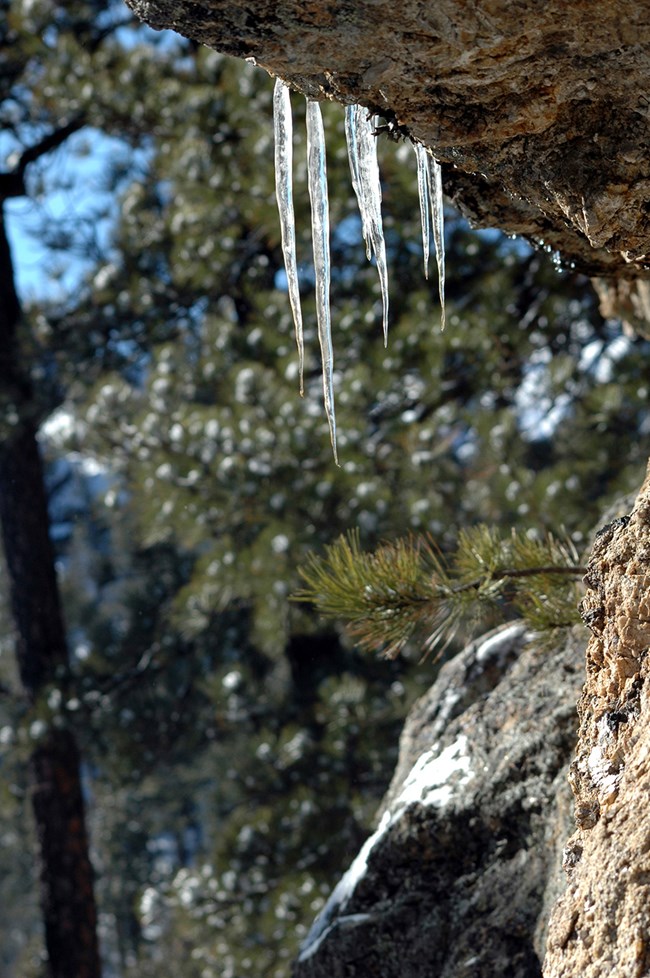 Five icicles hang from a ledge of granite on a sunny, winter day in the upper portion of the image.  Light snow covers rocks and ponderosa pine needles in the background.