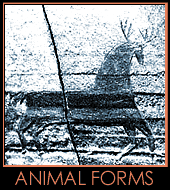 Animal Art slideshow