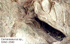 Camarasaurus skeleton in the wall of the Douglass Quarry, click to expand