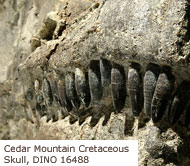 Cedar Mountain Cretaceous era skull, DINO 16488