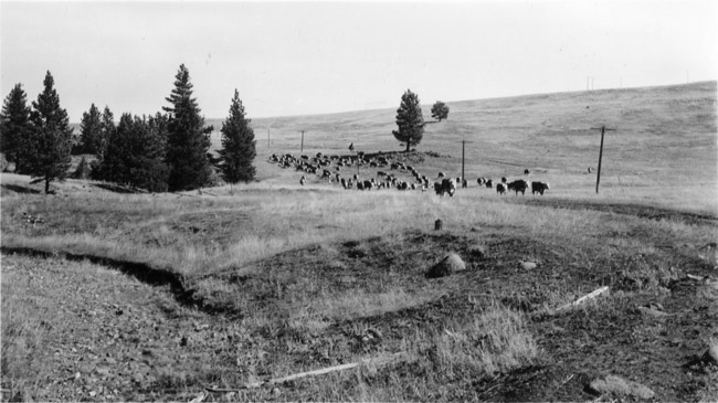 cattle grazing