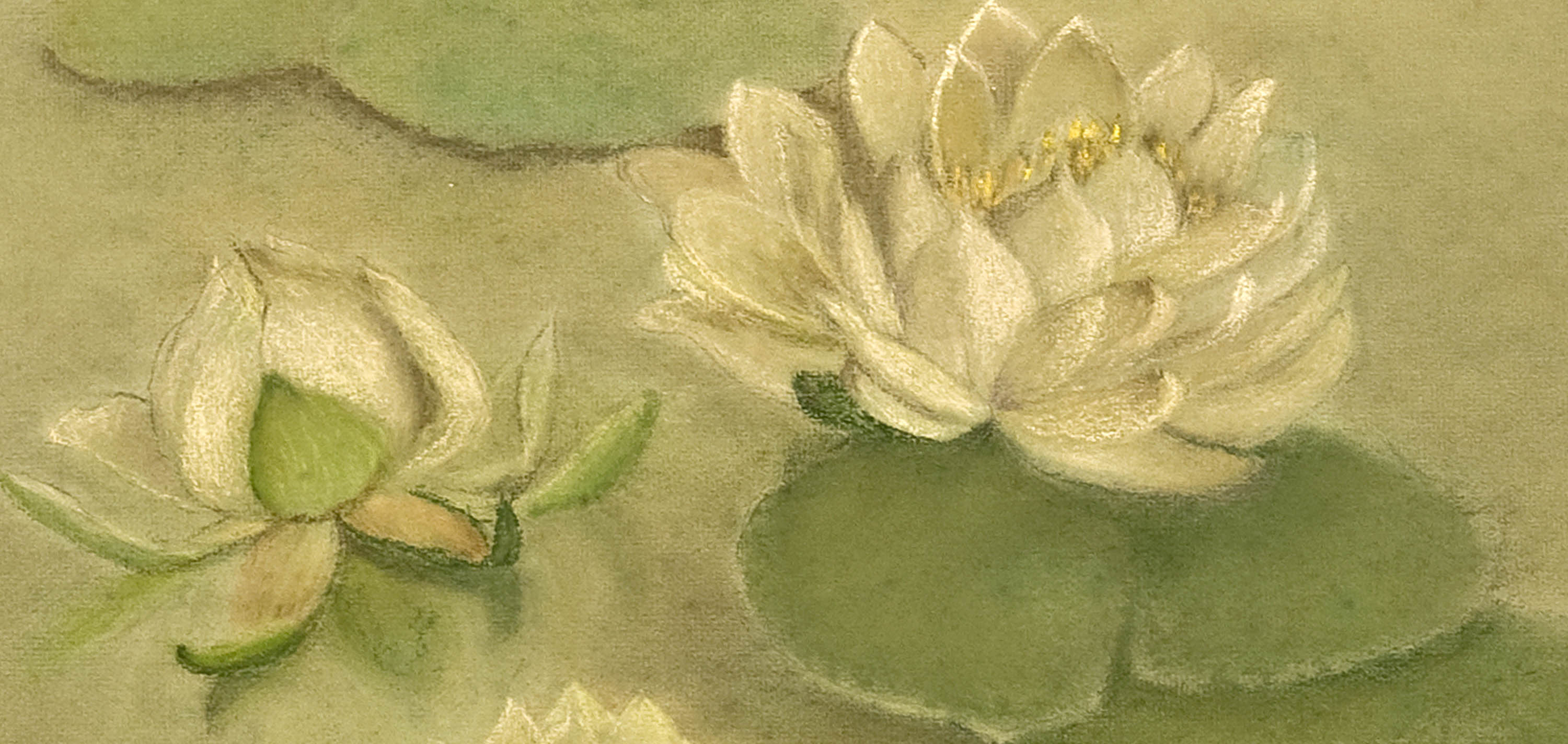 Water Lilies