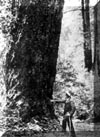 J. Muir standing at Kent tree in Muir Woods