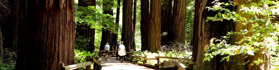 Visitors from all over the world come to explore the tranquility, beauty, and nature sounds of Muir Woods National Monument.