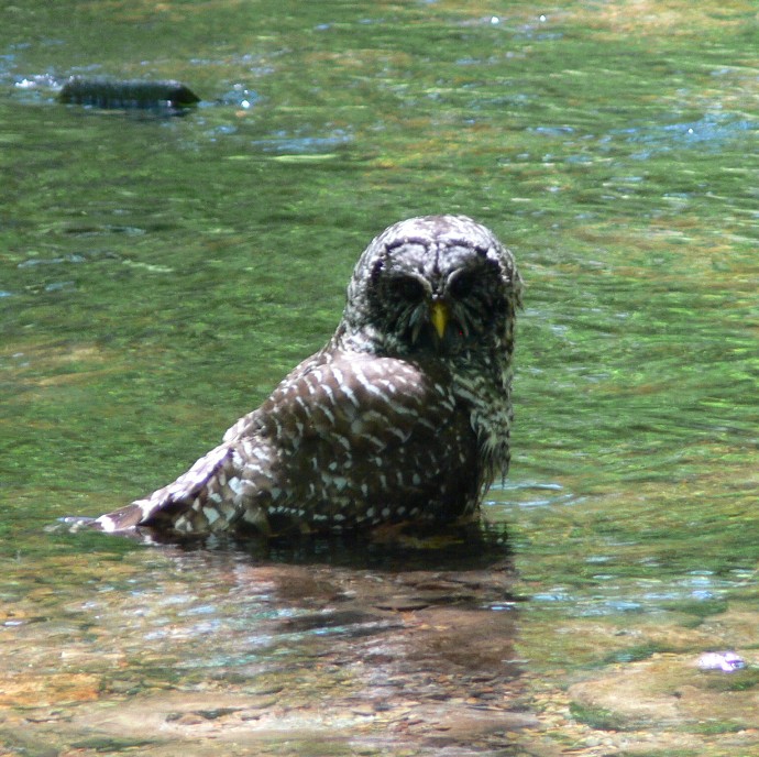 Barred owl in Redwood Creek