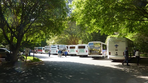 Photo of commercial buses parked in the Muir Woods bus lot with visitors walking behind them.