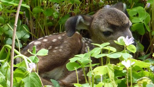 A photo of a fawn resting in a bed of redwood sorrel flowers. It has floppy ears and looks like a puppy. 