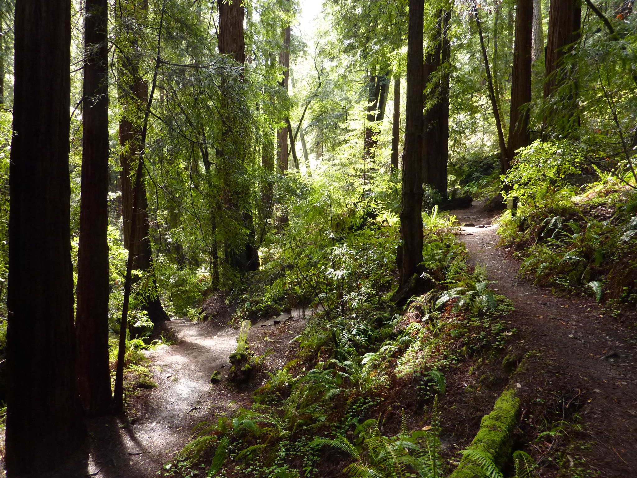 The Fern Creek to Alice Eastwood trails are located in Mount Tamalpais State Park which surrounds Muir Woods. The state park and Muir Woods operate aeamless forest boundary. NPS Photo by Lou Sian
