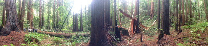 A large redwood tree lies on the forest floor after falling in Bohemian Grove during the park's Winter Solstice program. No one was injured.
