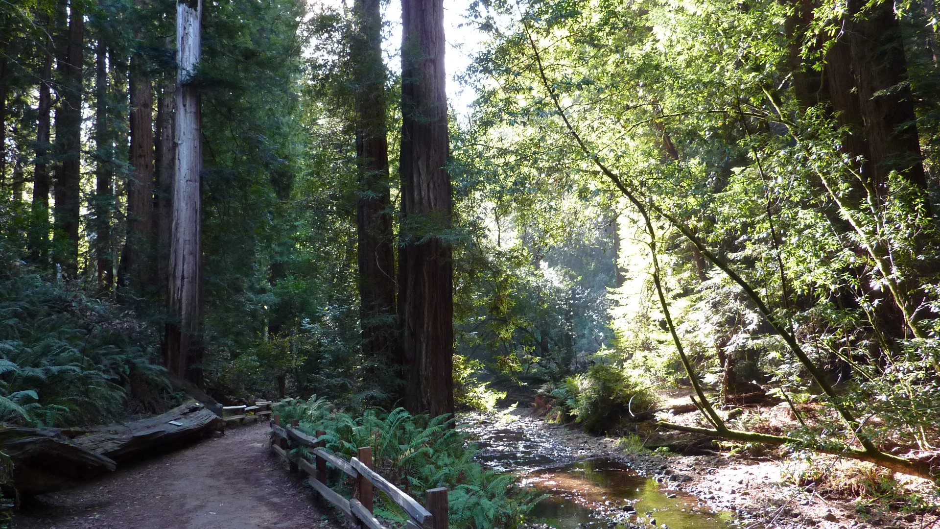 Main Trail section beyond the construction zone. Access this quiet area via Bridge 2.