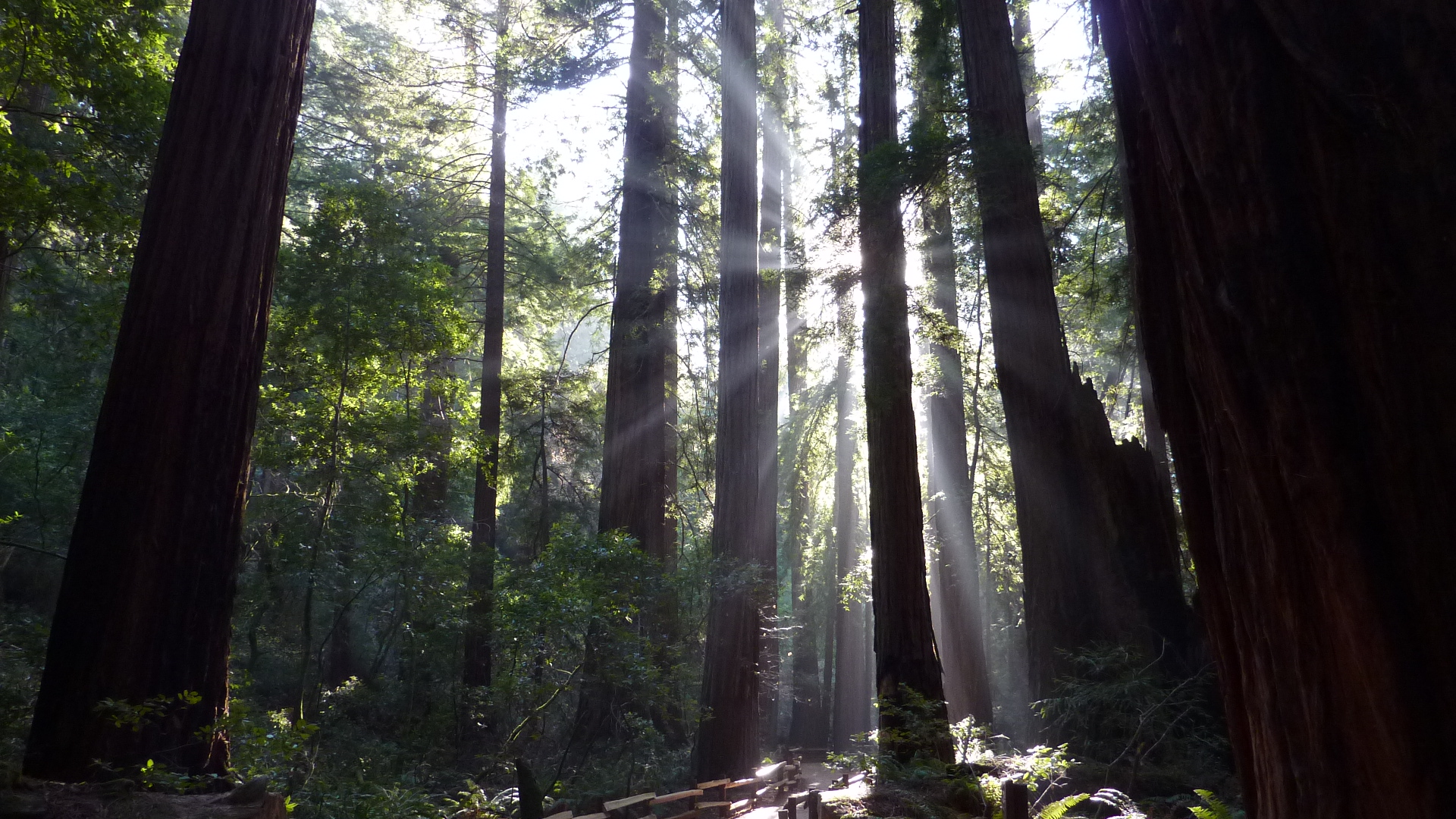 Photo of sunlight refracted by giant redwood trees in Cathedral Grove, Muir Woods National Monument. NPS Photo by Lou Sian