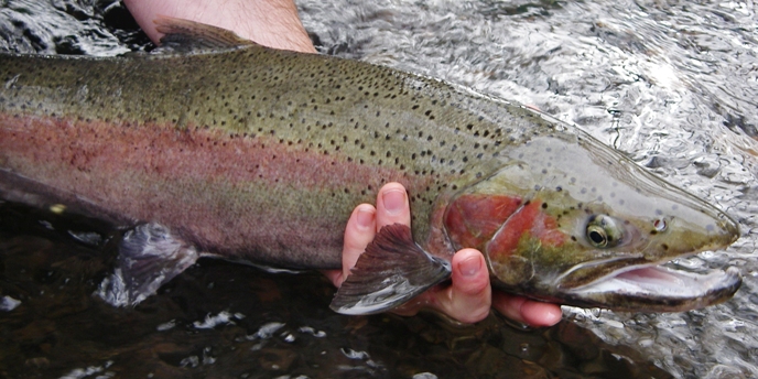 After two years in the ocean, coho salmon return to spawn in their natal creek and then die. Weak from its exertions, and showing signs of decay, this coho is easily picked up by a fish biologist, measured, photographed and released. Coho stop feeding before spawning. Key characteristics of a spawning coho are its dorsal spots and bright pink coloration on its sides and cheek. 