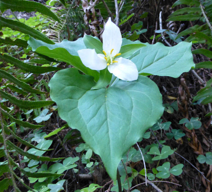 Though only 2 inches across, the brilliant, white trillium flower is framed by three, large green leaves, and held high on a slender stalk above the ground-hugging redwood sorrel. NPS photo by Ranger Lou Sian