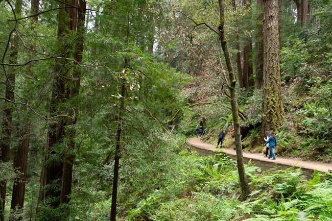 Hikers on the Hillside Trail at Muir Woods